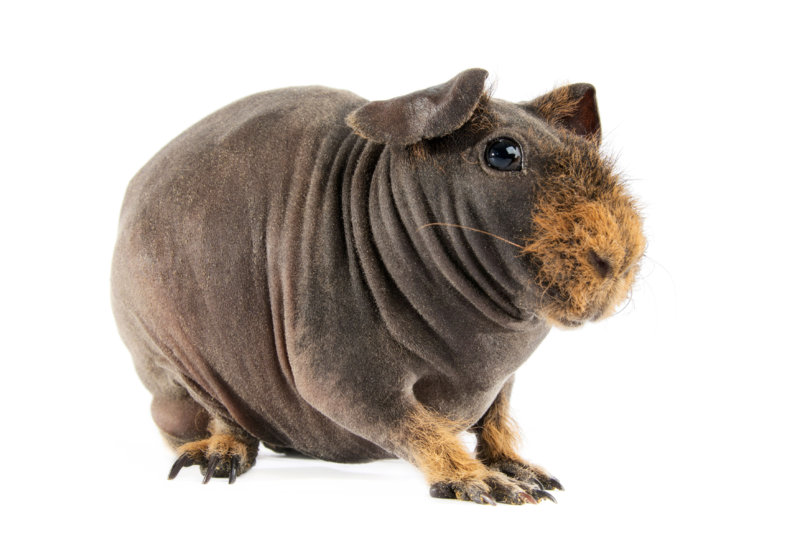 3-Weird-and-Wild-Bald-Animals.jpg