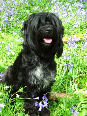 bluebells_resize.jpg