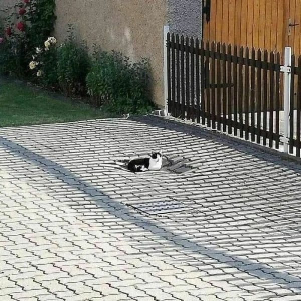 image.jpeg