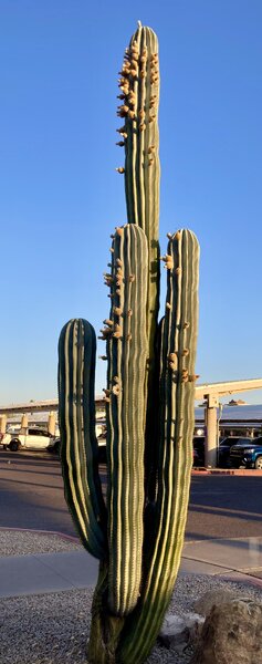 IMG_2455.jpeg