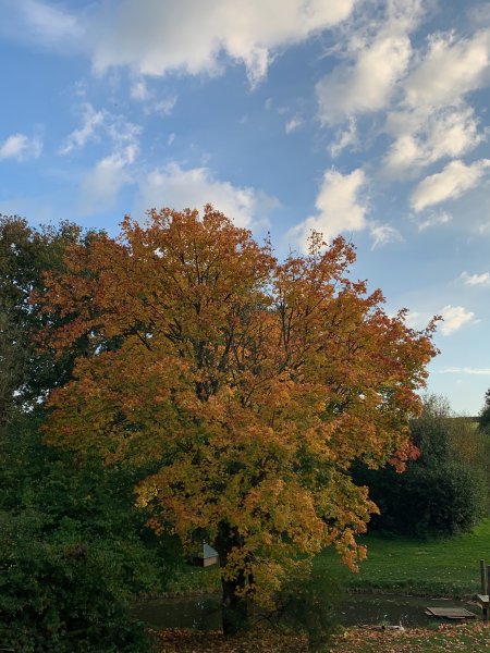 IMG_2589.jpeg