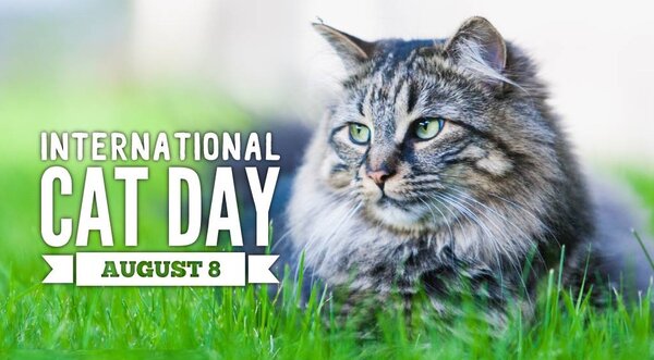 internationalcatday1-3455765956.jpg