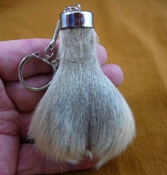 Kangaroo-scrotum.jpg
