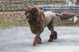 Newfie.jpg
