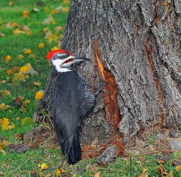 Woodpecker.jpg