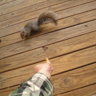 AnimalCatcher
