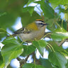 Firecrest
