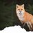 Hunterfox
