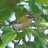 Firecrest